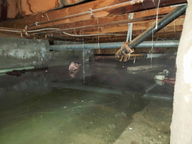 Best Mold removal after water damage  in Clancy, MT